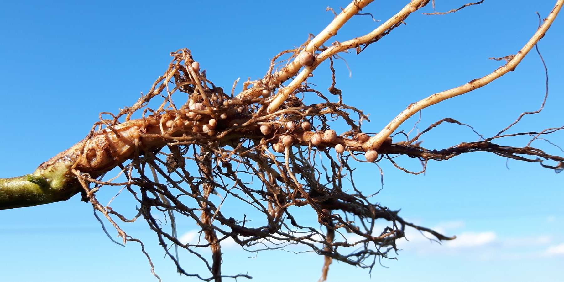 9_Rhizobien_ Fast kostenlose N-Lieferanten.jpg © BWSB/Gerstl