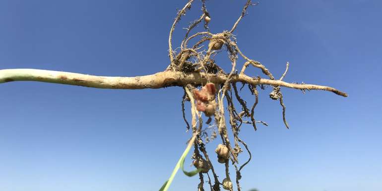 10_Gerade in der Kornfüllungsphase müssen die Bakterien aktiv sein! Schneidet man sie auf, haben sie eine rote Färbung.jpg © BWSB/Gerstl