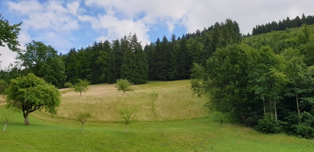 Biodiversitätsfläche_Grünland_Urltal_Nähe_WY.jpg © Elisabeth Kerschbaumer/LK Niederösterreich