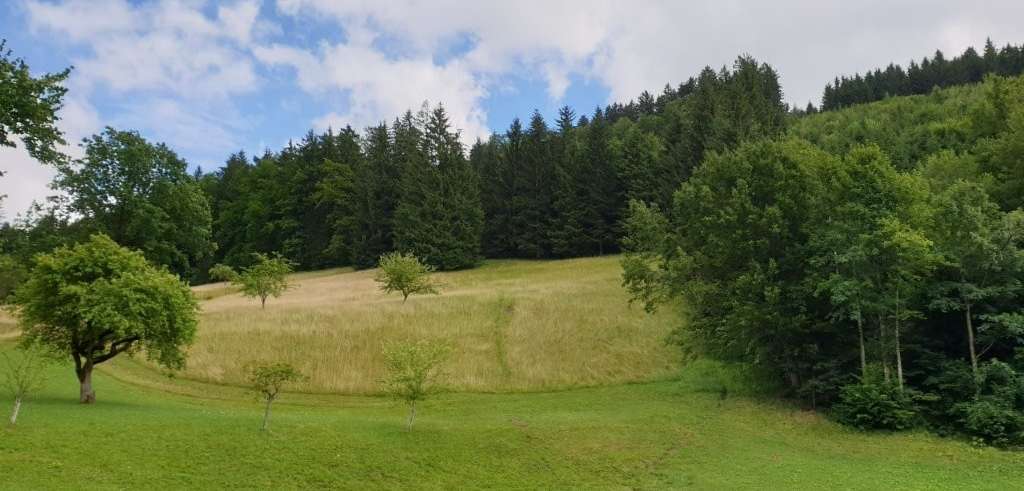 Biodiversitätsfläche_Grünland_Urltal_Nähe_WY.jpg © Elisabeth Kerschbaumer/LK Niederösterreich