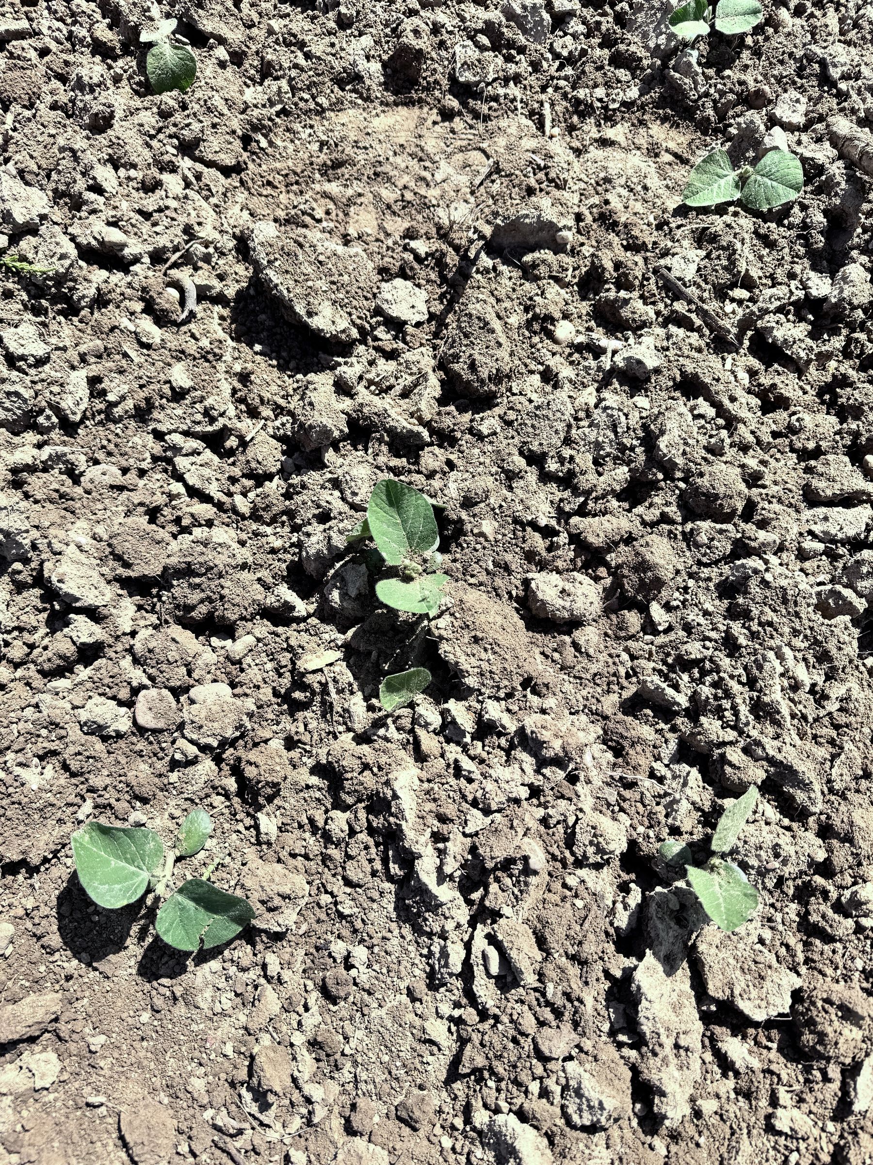 Feldaufgang Sojabohne.jpg © LK OÖ/ Kastenhuber