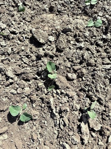 Feldaufgang Sojabohne.jpg © LK OÖ/ Kastenhuber