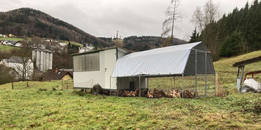 Legehennen Wintergarten.jpg © LK OÖ / Doblmair