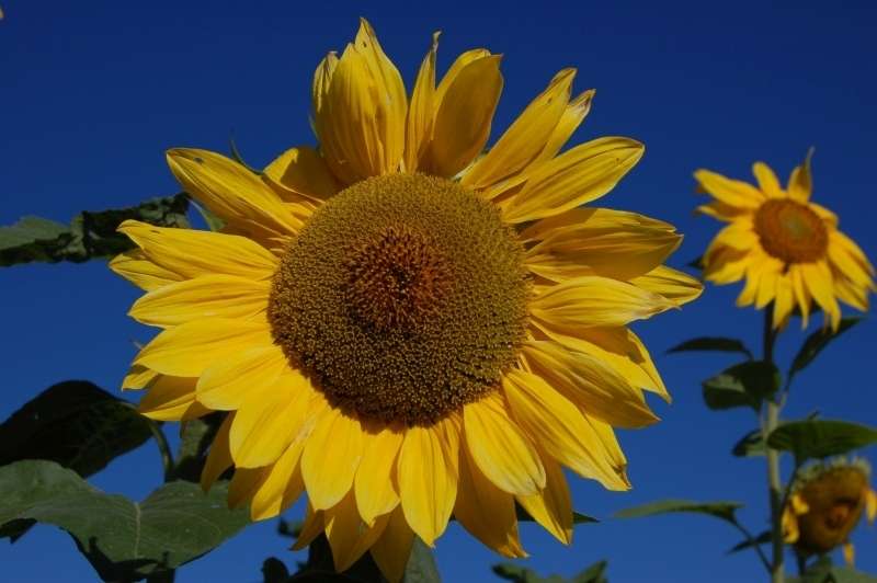 Sonnenblume.jpg © BIO AUSTRIA