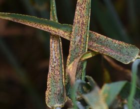  &copy; LK OÖ/Köppl