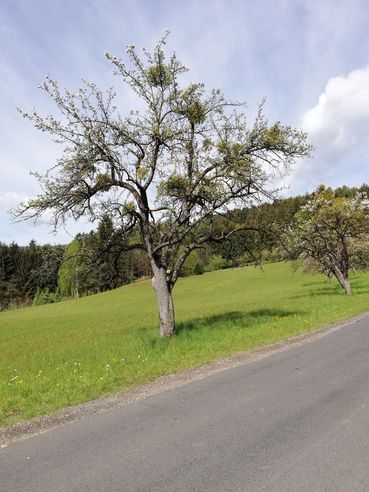 Streuobstbaum mit Misteln.jpg © LK Steiermark