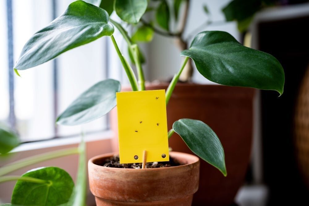 2-trauermuecke-gelbtafel-zimmerpfalnze-c-adobestock_659527047-002-b6ef144b.jpg © Natur im Garten