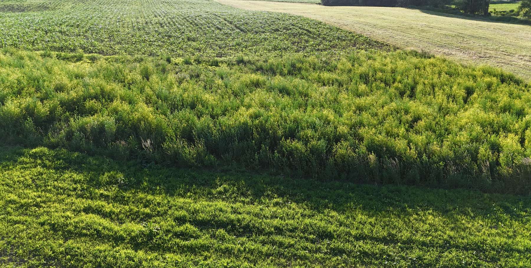 Grünbrache DIV aus der Luft.jpg © LK OÖ/Mandl