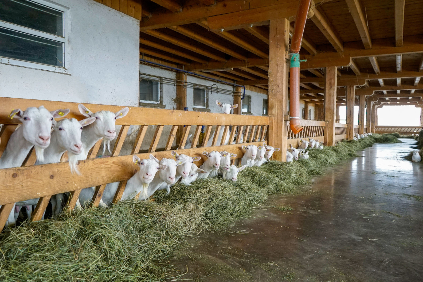 Erste  Saane  bei Qualität, Leistung und Management.jpg © Etter