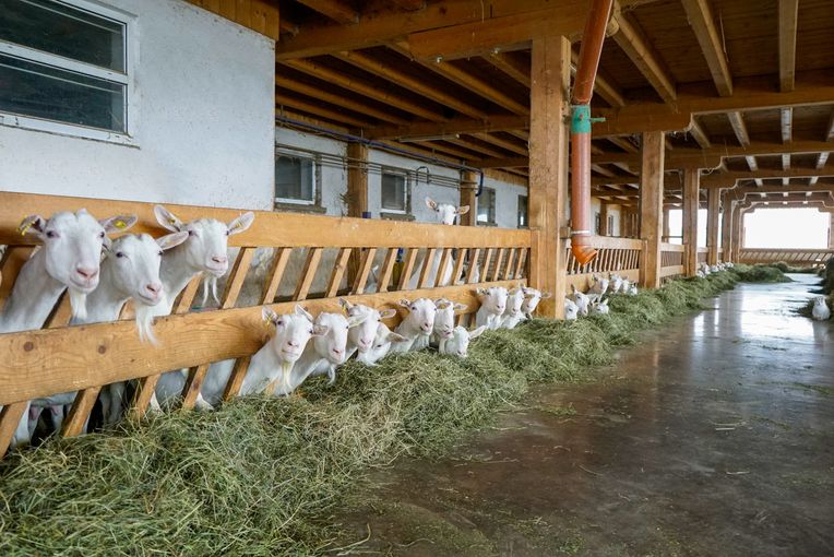 Erste  Saane  bei Qualität, Leistung und Management.jpg © Etter