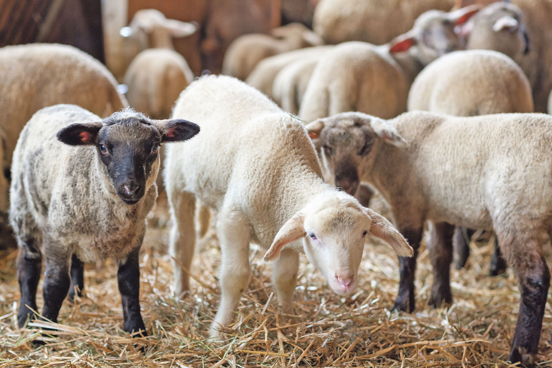 Leistung auch in der Lämmermast entscheidend.jpg © AdobeStock