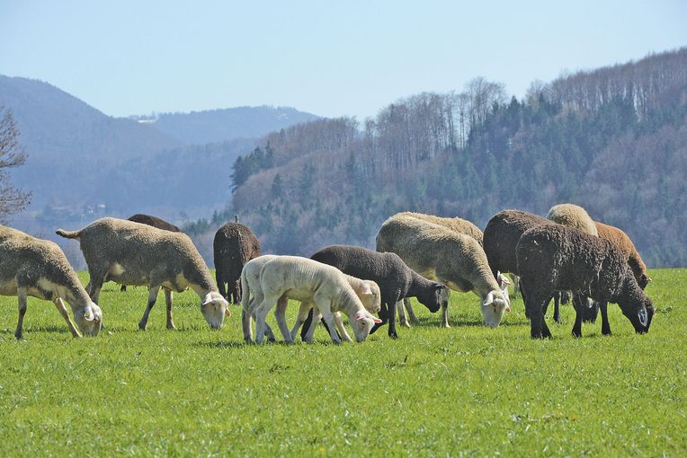 Leistung auch in der Lämmermast entscheidend.jpg © SZV