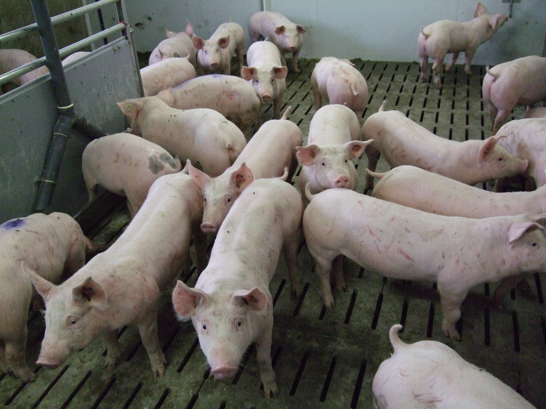 Schachinger St. Marienkirchen 013.jpg © LK OÖ/Strasser