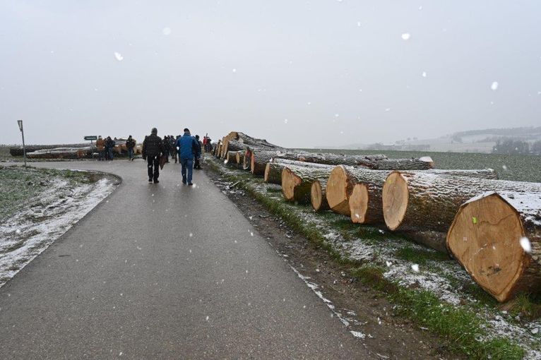 Aktionstag Laubholzsubmission.jpg © LK OÖ