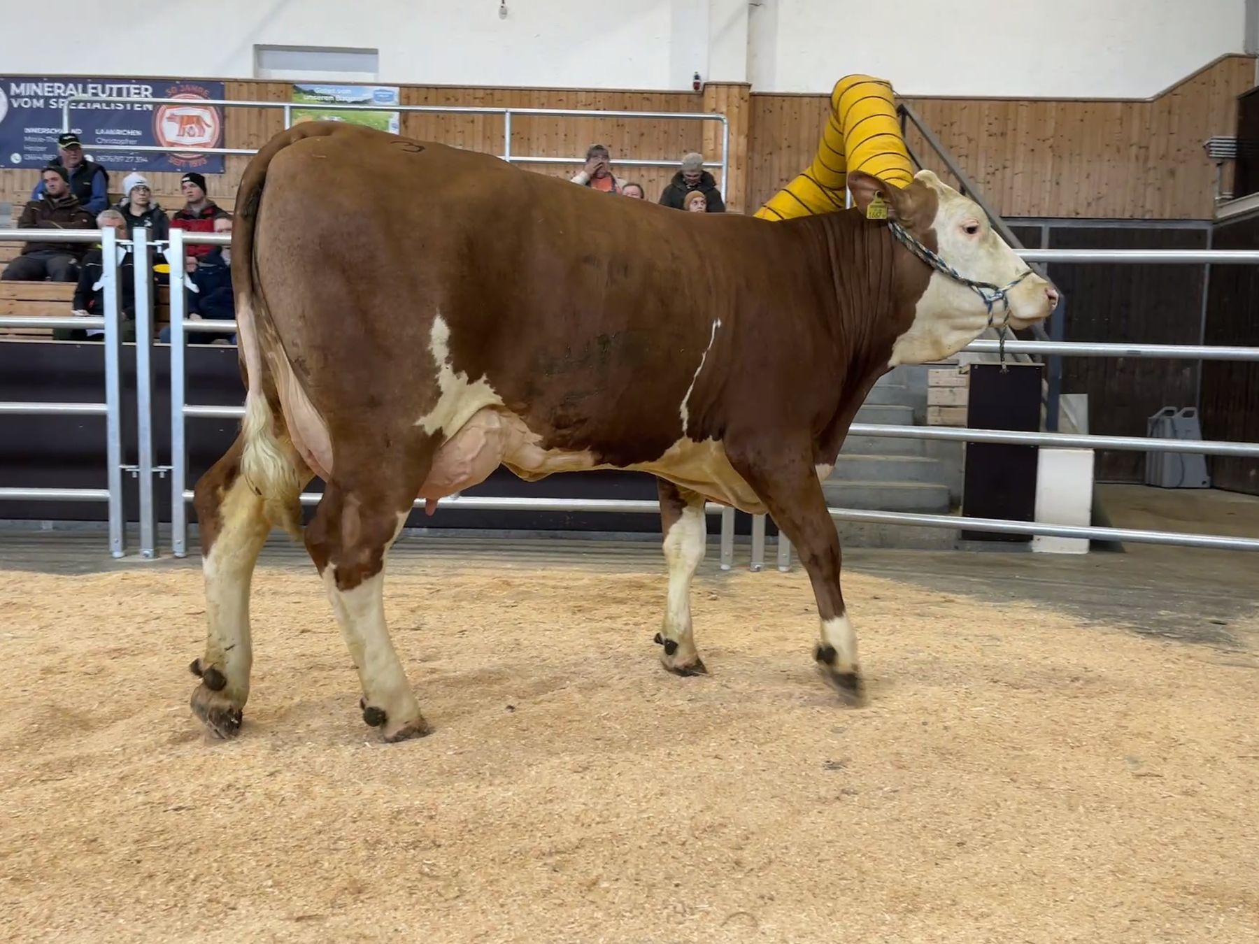 Versteigerung Regau - 13.01.2026_314_3.jpg © Michaela Kitzberger/RZO