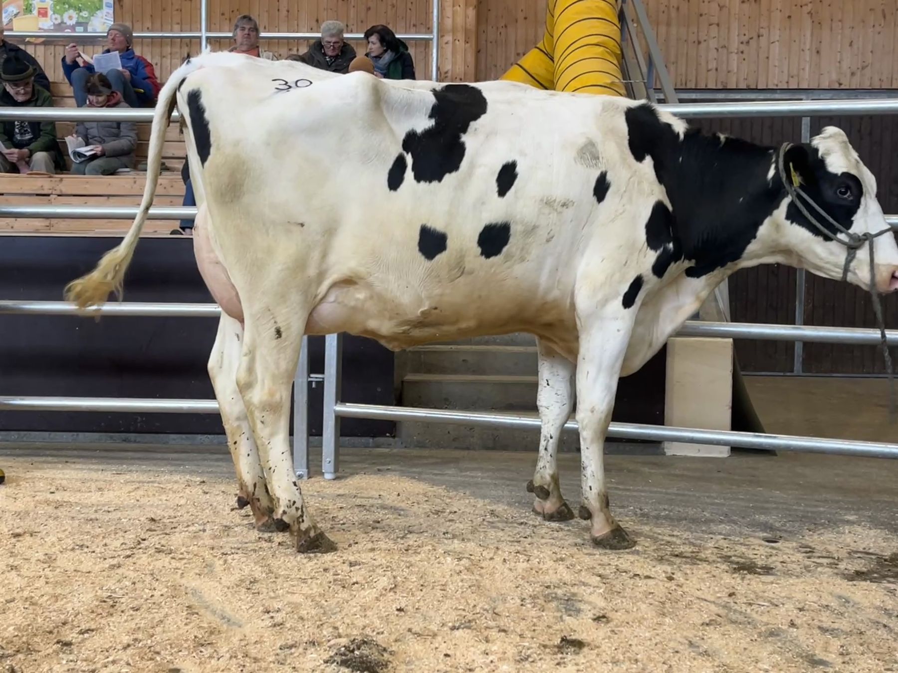 Versteigerung Regau - 13.01.2026_314_30.jpg © Michaela Kitzberger/RZO