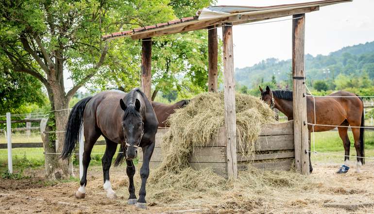 16 POMASSL-01403(c)Georg Pomassl-LK Niederösterreich.jpg © Georg Pomaßl/LK Niederösterreich