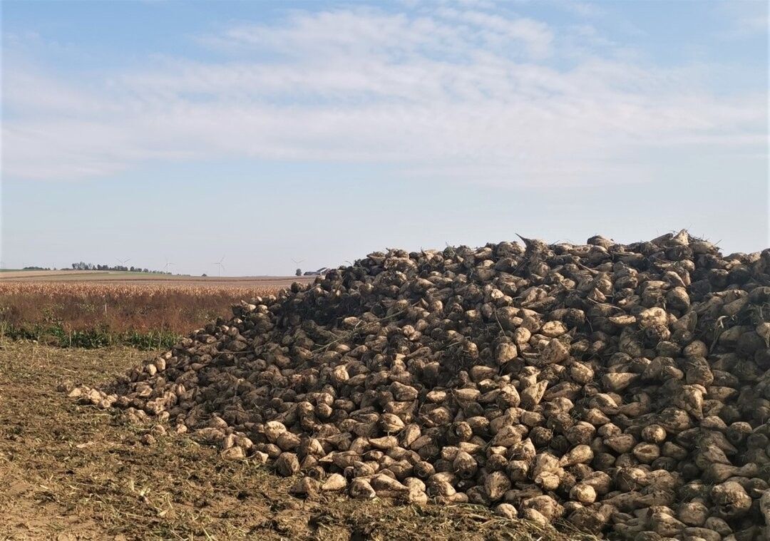 Rübenmiete, © Teresa Neuhold LK Niederösterreich.jpg © Teresa Neuhold/LK