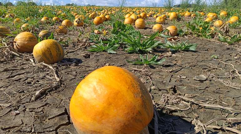 IMG_20250906_144109.jpg © LK OÖ/Feitzlmayr