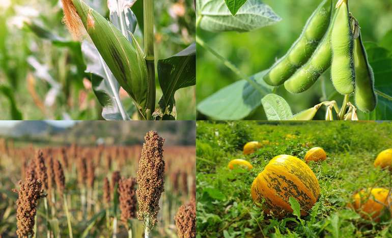 Mais/Soja/Hirse/Kürbis © LK Steiermark