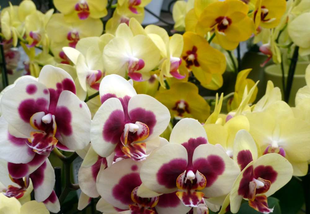 Orchideen.jpg © Stumvoll/LK OÖ