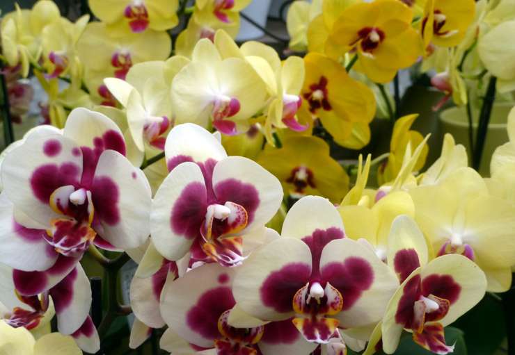 Orchideen.jpg © Stumvoll/LK OÖ