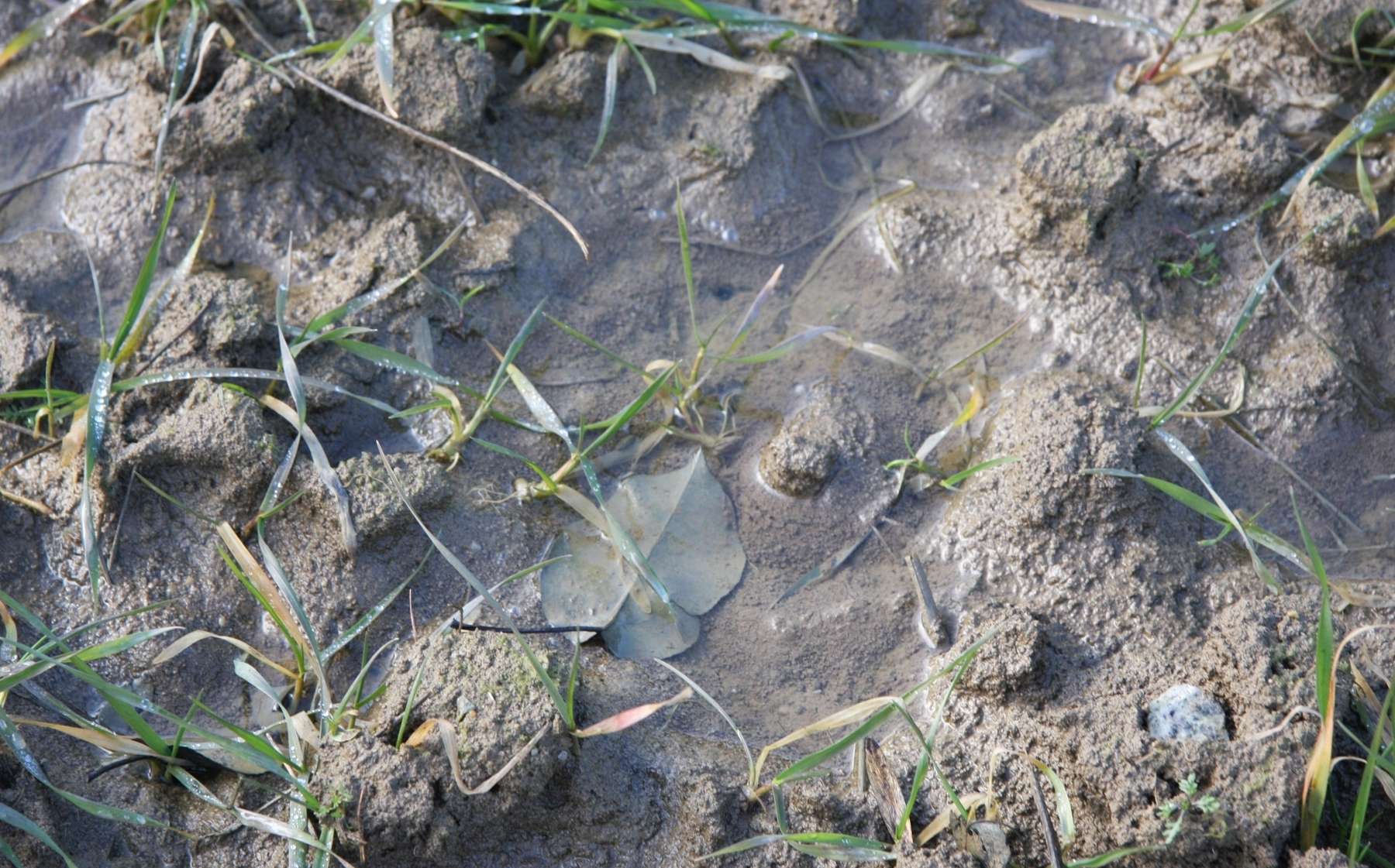 wassergesättigter Boden.jpg © BWSB/Hölzl