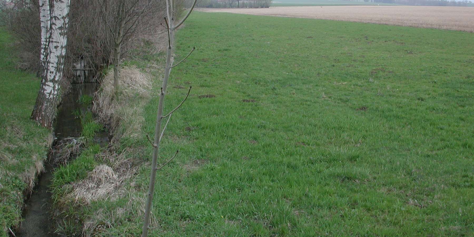 Randstreifen.jpg © BWSB/Hölzl