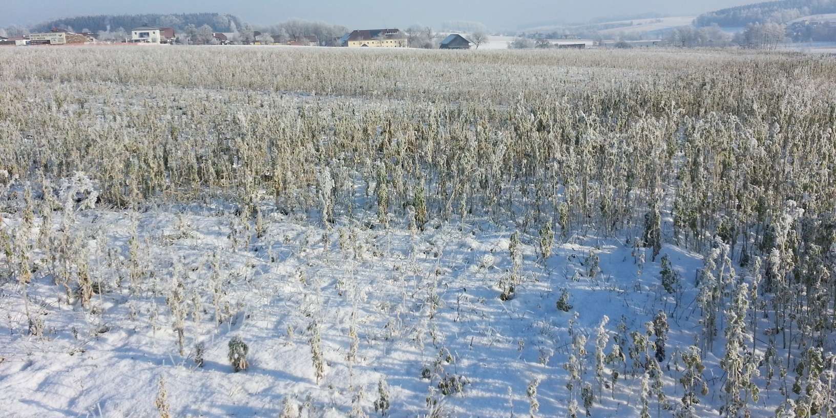 abgefrostete Zwischenfrucht.jpg © BWSB