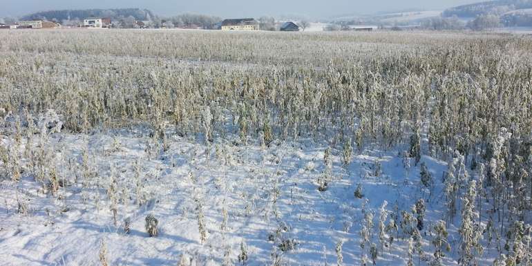 abgefrostete Zwischenfrucht.jpg © BWSB