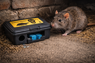 Rodentizid-Sachkundeausweis.png © KI-generiert