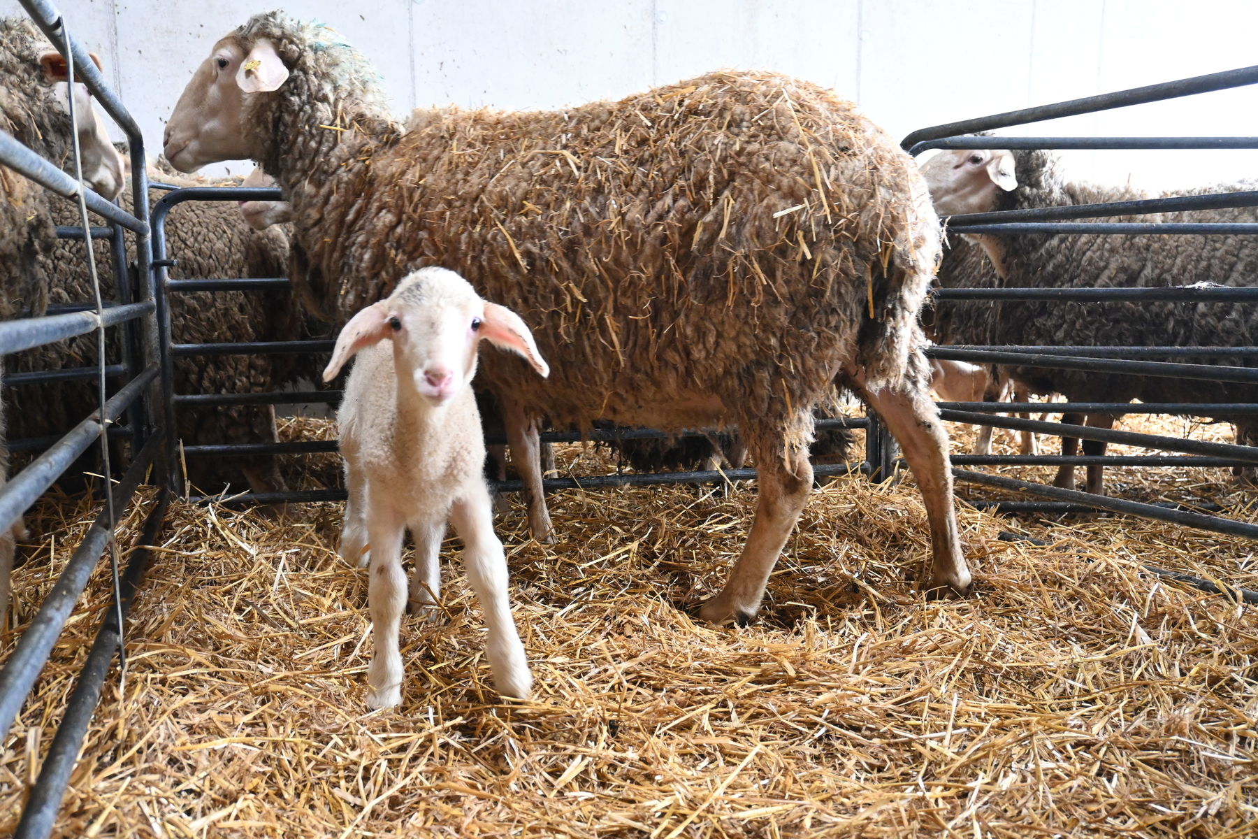 Ablammbox9.jpg © LK OÖ/Referat Schafe Ziegen Wild
