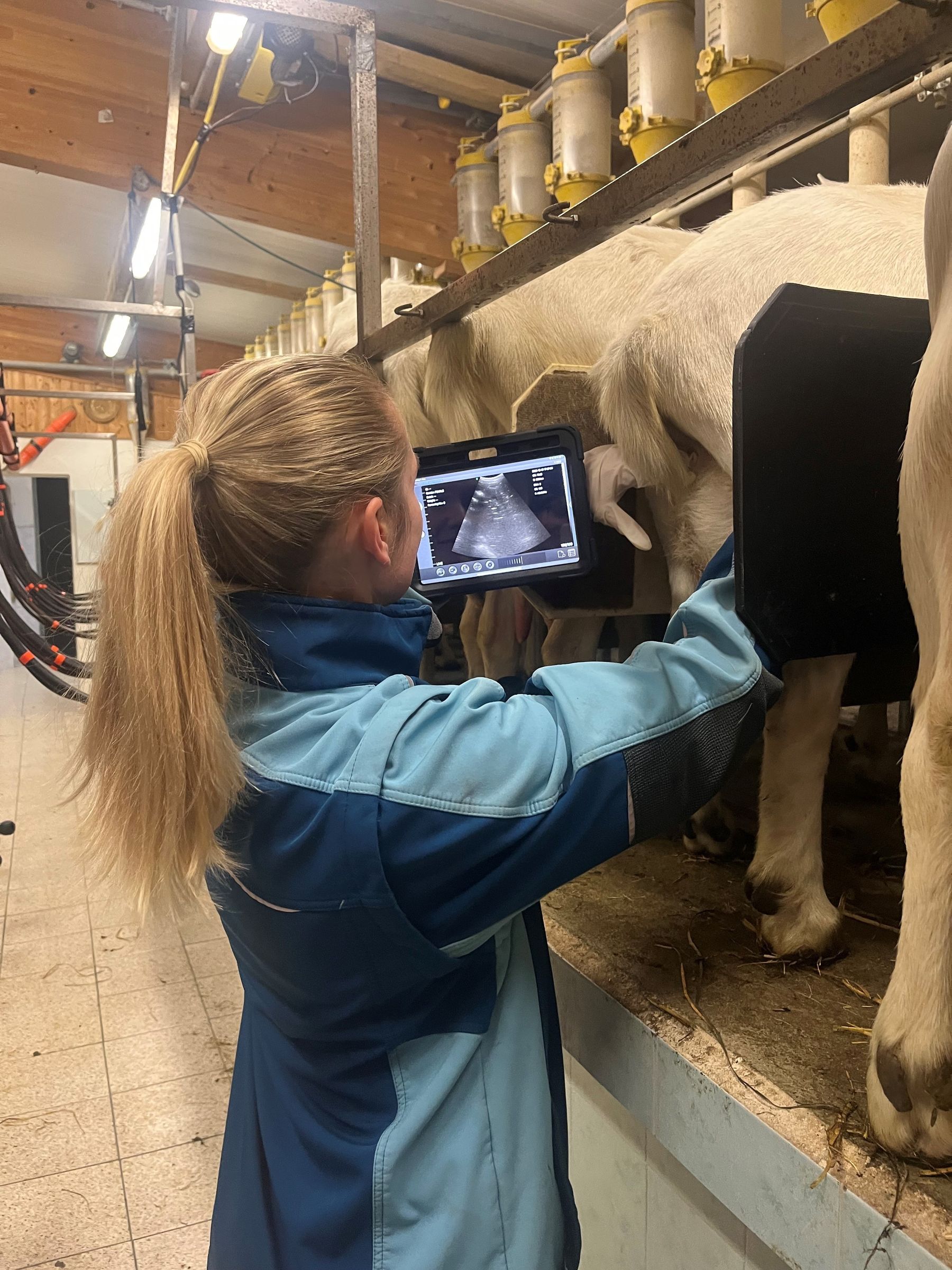 TU_Ziege3.jpg © LK OÖ/Referat Schafe Ziegen Wild