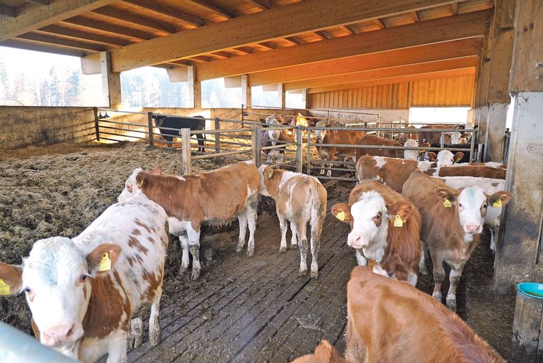 Gelebter Kreislauf mit Milchvieh  und Junghennen.jpg © Hatheier