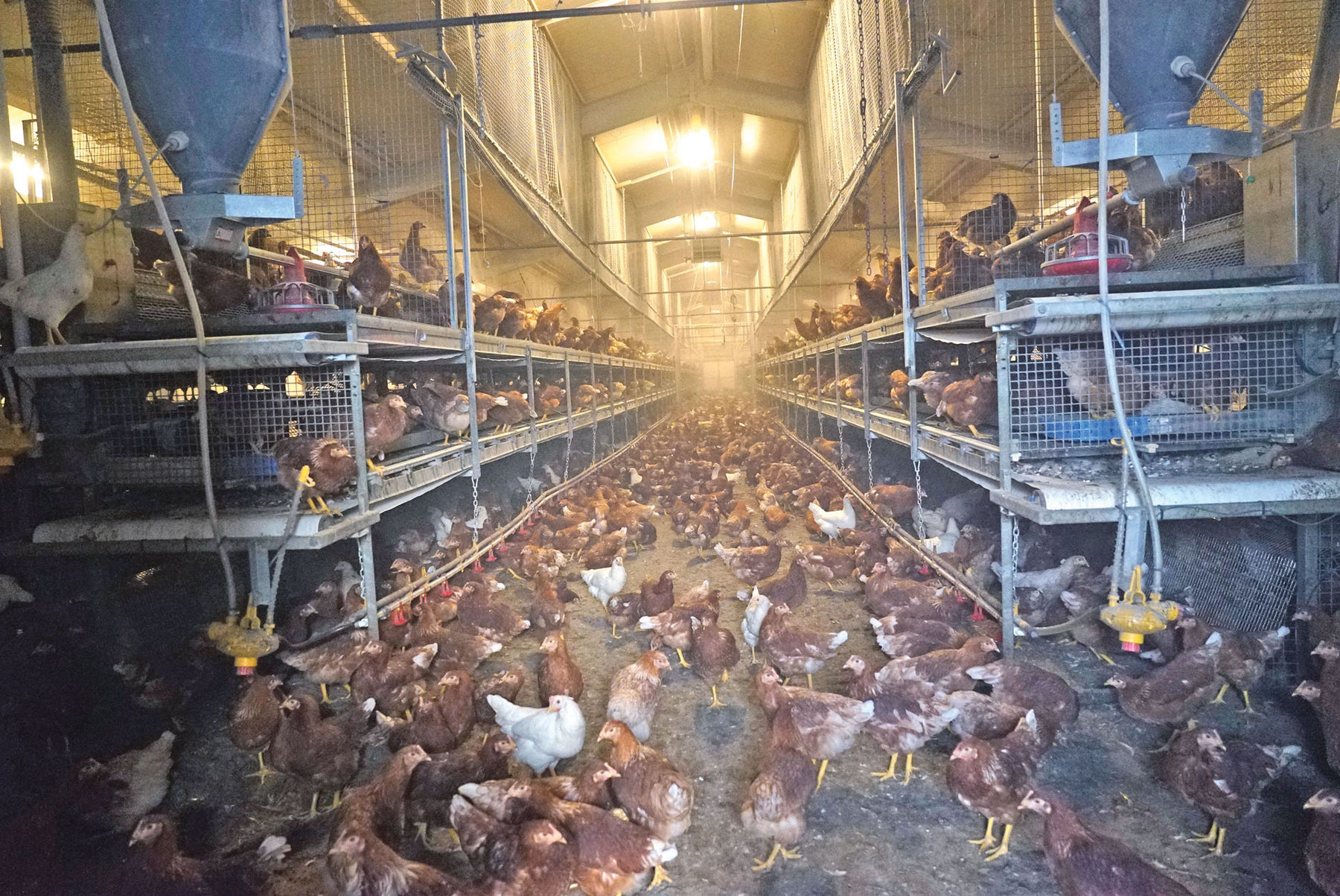 Gelebter Kreislauf mit Milchvieh  und Junghennen.jpg © Hatheier