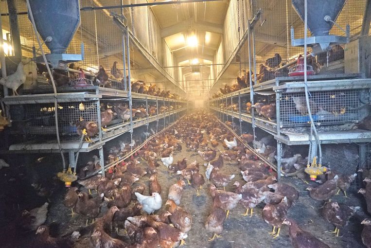 Gelebter Kreislauf mit Milchvieh  und Junghennen.jpg © Hatheier