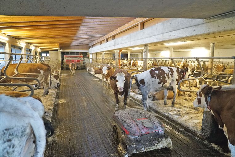 Gelebter Kreislauf mit Milchvieh  und Junghennen.jpg © Hatheier