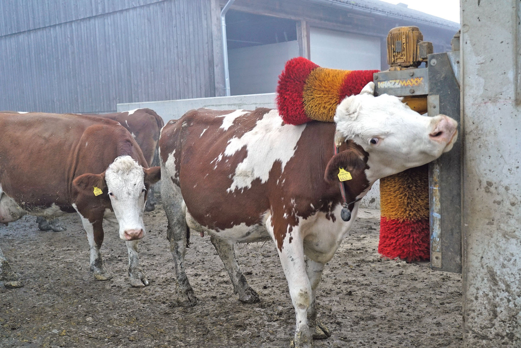 Gelebter Kreislauf mit Milchvieh  und Junghennen.jpg © Hatheier