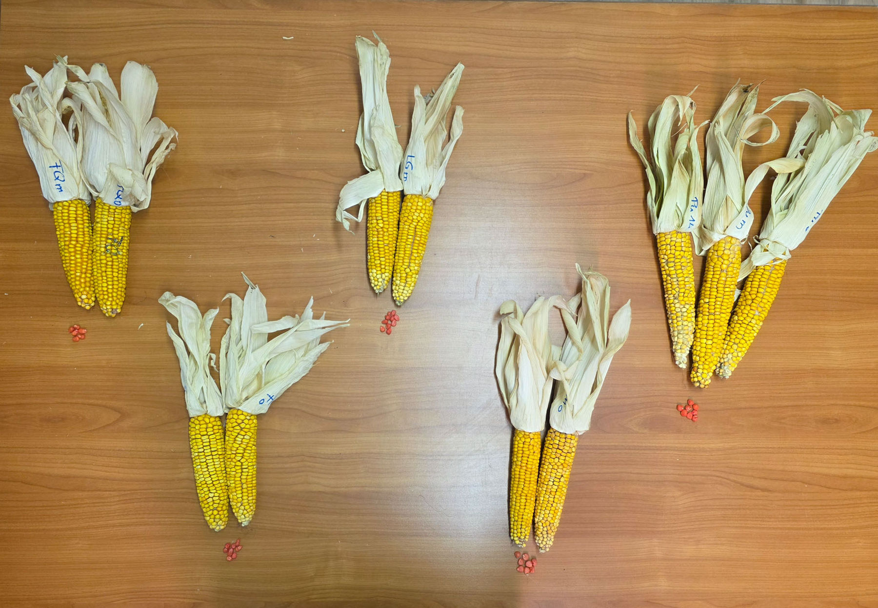 Silomais auf 1.000 Meter Seehöhe: Was braucht es für eine gute Ernte?.jpg © Archiv