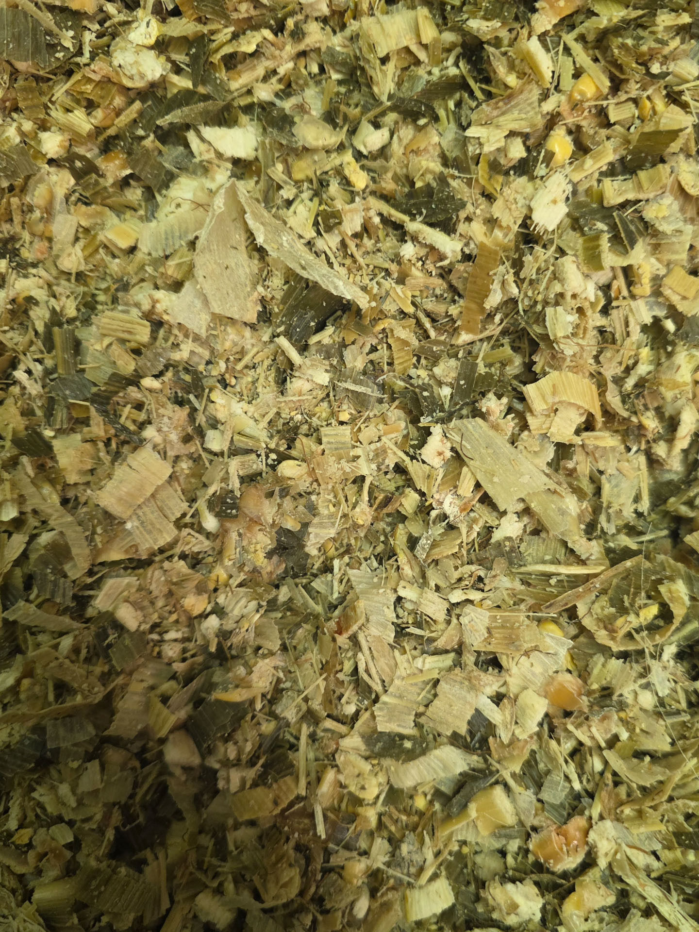 Silomais auf 1.000 Meter Seehöhe: Was braucht es für eine gute Ernte?.jpg © Archiv