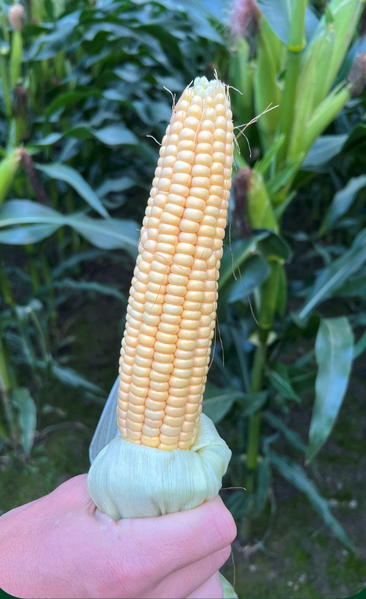 Silomais auf 1.000 Meter Seehöhe: Was braucht es für eine gute Ernte?.jpg © Archiv