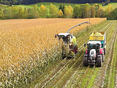 Silomais auf 1.000 Meter Seehöhe: Was braucht es für eine gute Ernte? © Archiv
