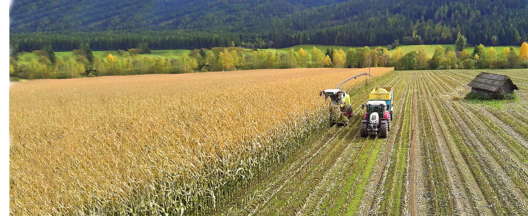 Silomais auf 1.000 Meter Seehöhe: Was braucht es für eine gute Ernte?.jpg © Archiv