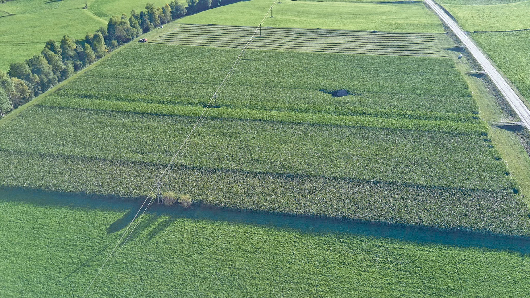 Silomais auf 1.000 Meter Seehöhe: Was braucht es für eine gute Ernte?.jpg © Archiv