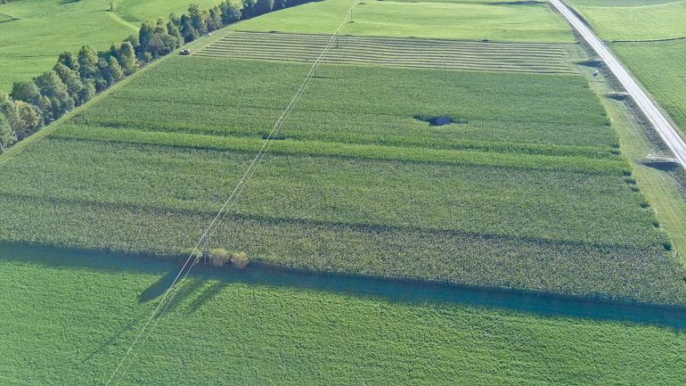 Silomais auf 1.000 Meter Seehöhe: Was braucht es für eine gute Ernte?.jpg © Archiv