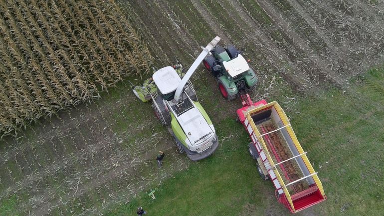 Silomais auf 1.000 Meter Seehöhe: Was braucht es für eine gute Ernte?.jpg © Archiv