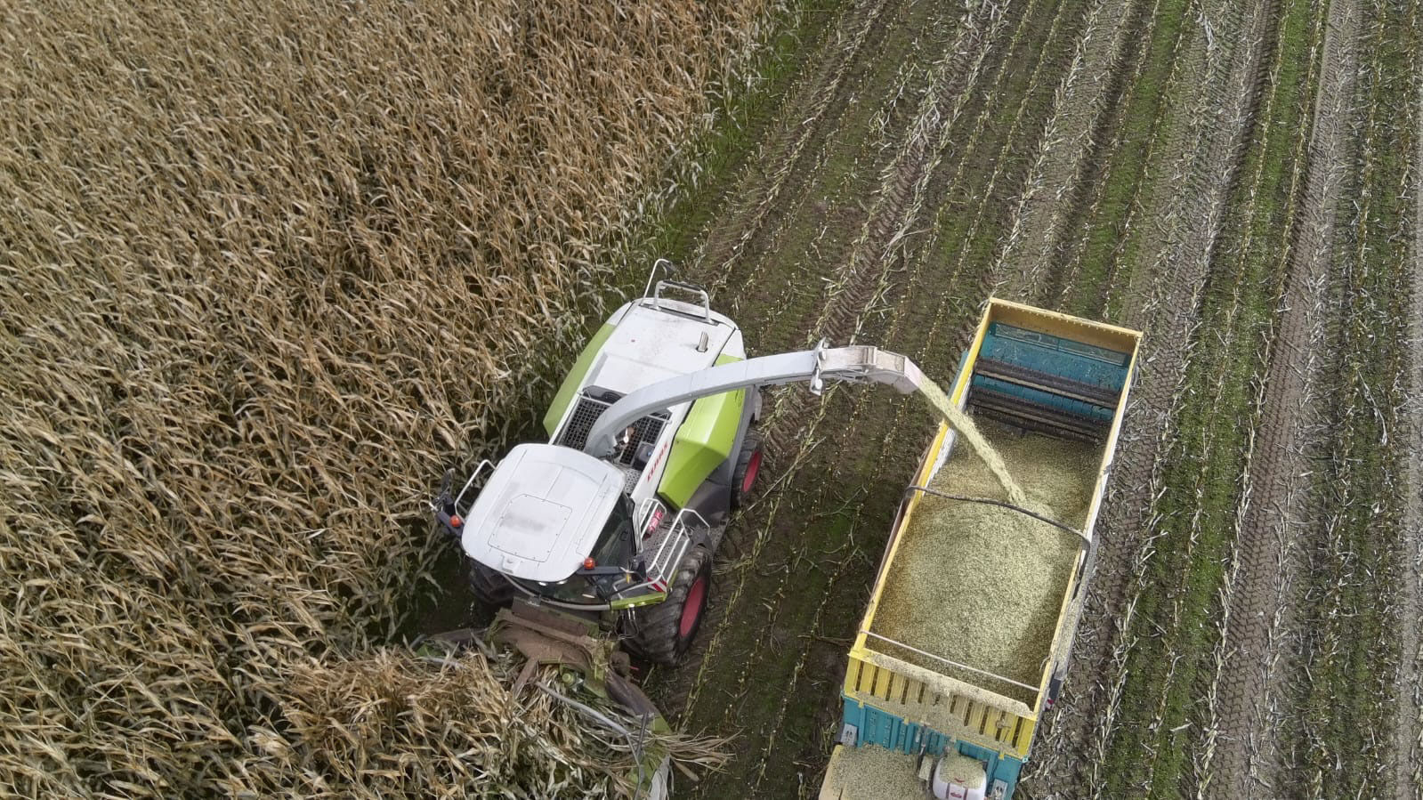 Silomais auf 1.000 Meter Seehöhe: Was braucht es für eine gute Ernte?.jpg © Archiv