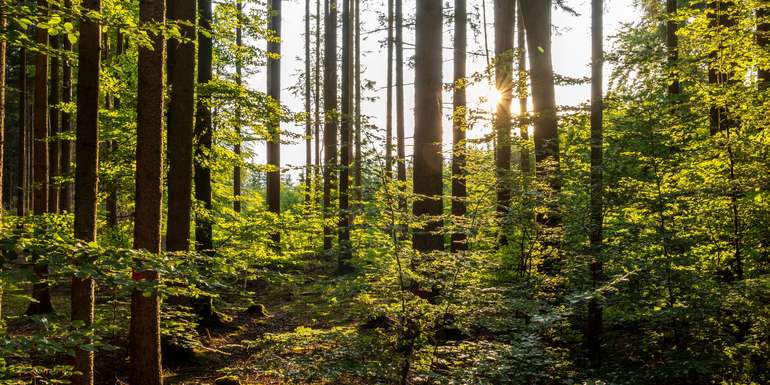 Mischwald_AdobeStock_284535086(2).jpg © AdobeStock.com