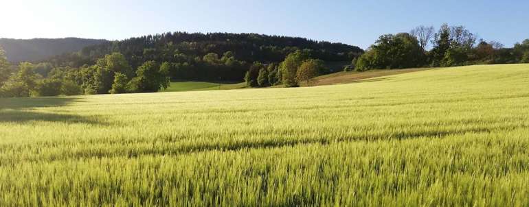 Gerste 1.jpg © LK Pflanzenbau