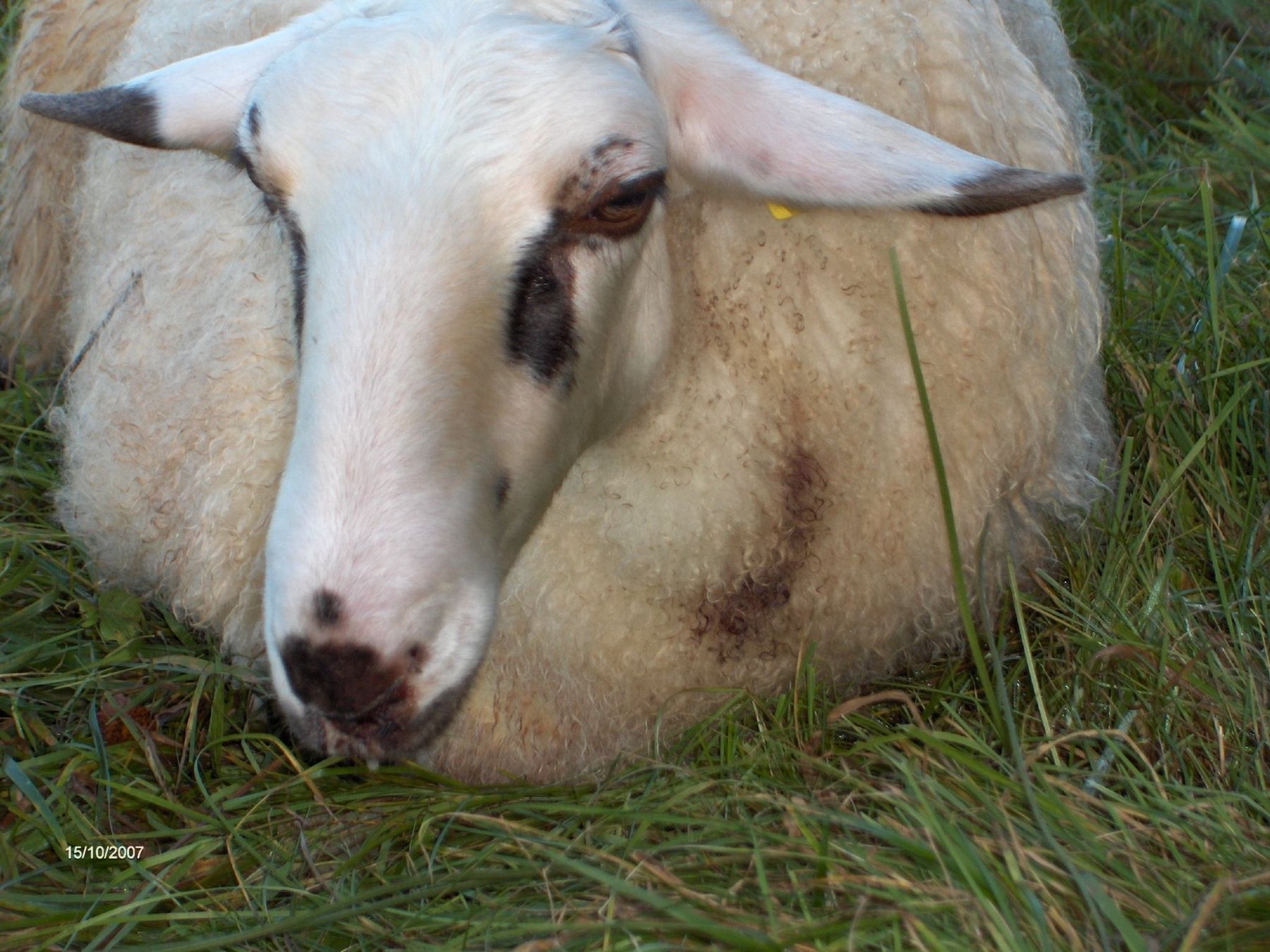 Schaf krank @ Wagner.jpg © Wagner